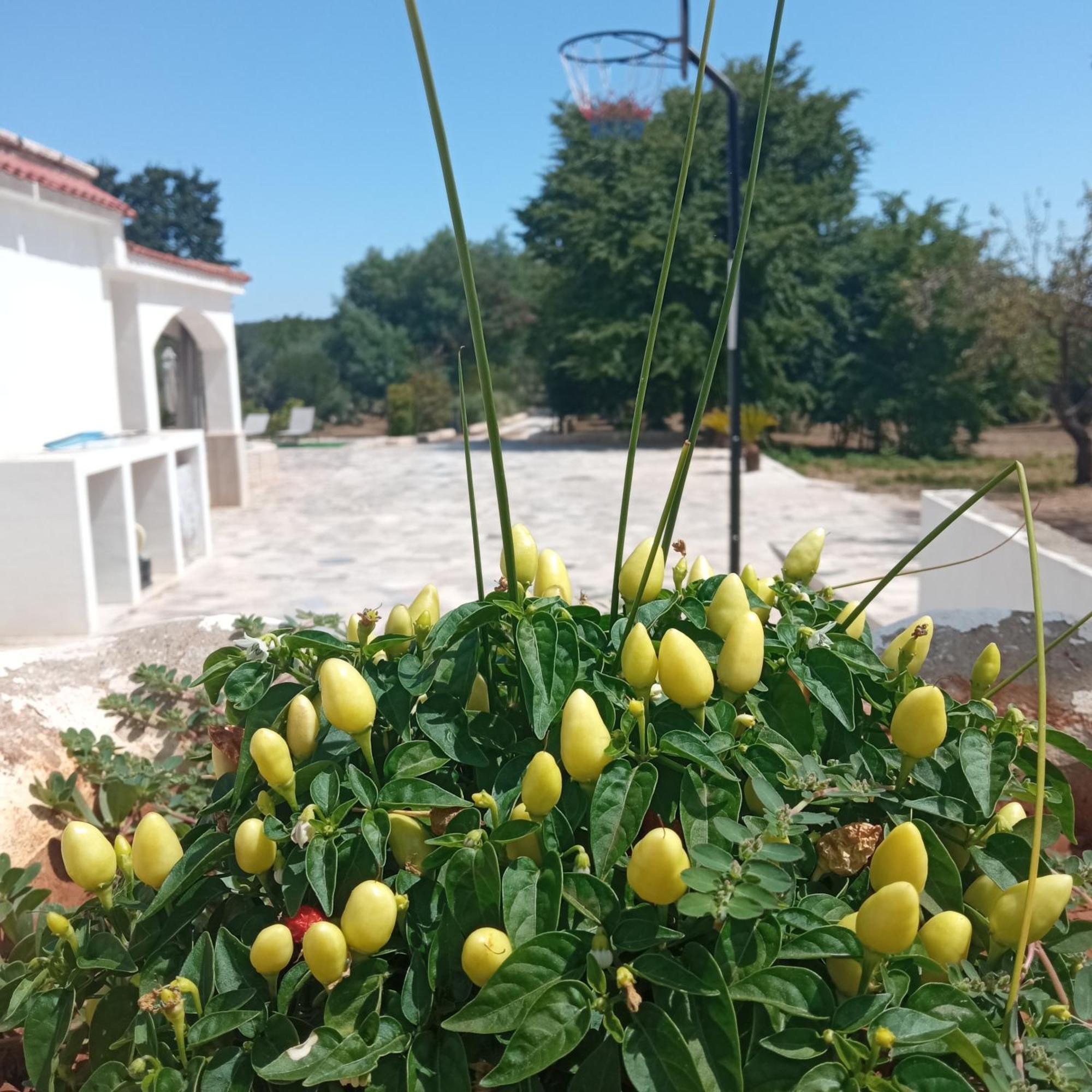 Villa Il Leccio - Trulli Cisternino Exterior photo